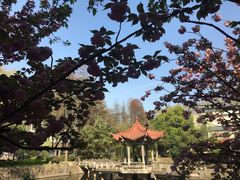-武汉大学-樱园