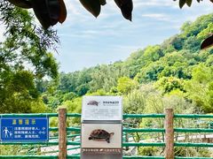 -广东惠东海龟国家级自然保护区