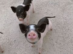 -前小桔亲子创意农场·草莓采摘·露营烧烤