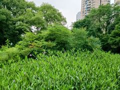-龙头寺公园