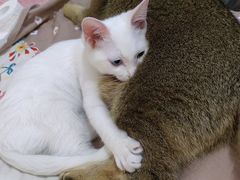 -宠颐生嘉德动物医院
