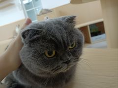 -鼓捣猫呢主题猫咖店