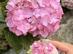 -昆明冠生园·鲜花饼·面包蛋糕(老街店)