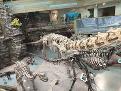 -安徽省地质博物馆