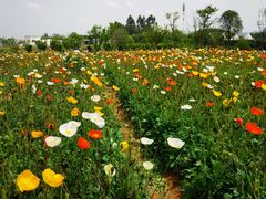 -紫颐香薰山谷景区