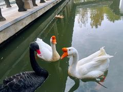 -观唐（国际）度假村温泉