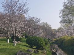 -羊山湖公园