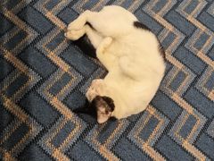 -ခြောက်ထပ်ကြီးရွှေသာလျောင်းဘုရားကြီး