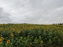 -苏州湾体育公园