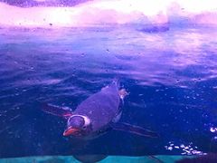 -暹罗海洋世界