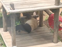 -大连森林动物园