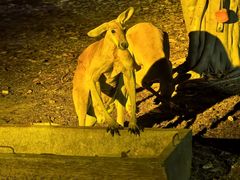 -清迈夜间动物园