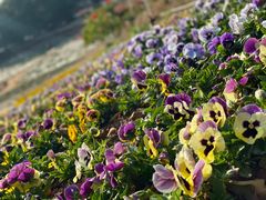 -松山湖梦幻百花洲