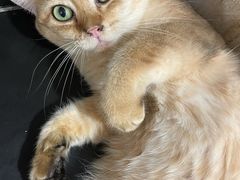 -楼上猫咖(罗湖店)
