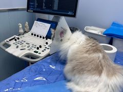 -纳吉亚猫专科动物诊疗中心(蒋宅口分院)