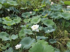 -荷塘月色湿地公园·向阳花洲