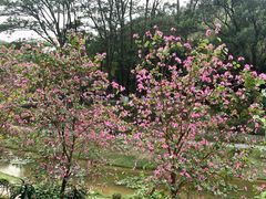 -东莞植物园