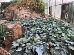 -上海都市菜园
