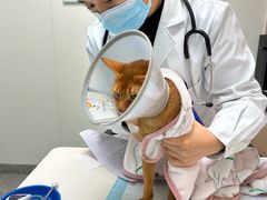 -嘉美宠物医院