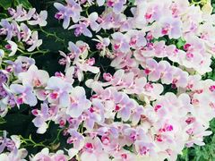 -兰陵国家农业公园