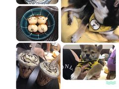 -逗柴咖啡屋·狗咖猫咖宠物桌游