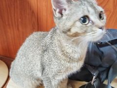 -楼上猫咖(罗湖店)