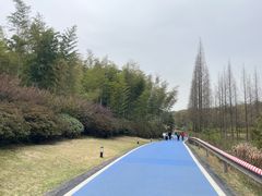 -宜兴龙背山森林公园