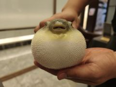 -肆月河豚·新淮扬(金融街店)