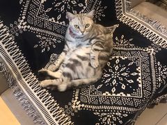 -平行世界·猫咖(首经贸店)