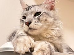-喵zoo家庭繁育猫舍(尖东智能花园店)