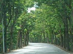 -上海海湾国家森林公园