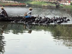 -广州长隆飞鸟乐园