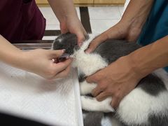 -中农大我爱我爱动物医院·核磁CT·猫病·24小时夜诊中心(石佛营店)