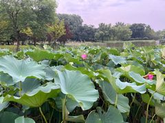 -大望京公园