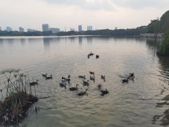 -海珠湖公园