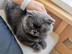 -鼓捣猫呢主题猫咖店