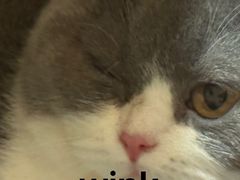 -lincat·猫舍(广州店)