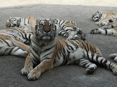 -大连森林动物园