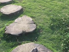 -新概念来凤鱼(璧山店)