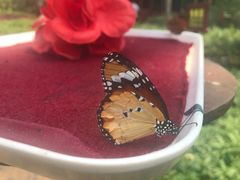 -满记甜品(巴黎春天宝山店)