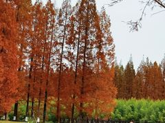 -黄海国家森林公园