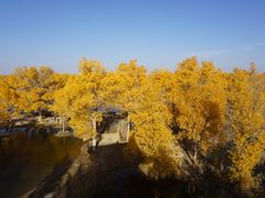 -金塔沙漠胡杨林景区