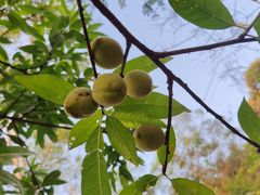 -黄埔油麻山森林公园