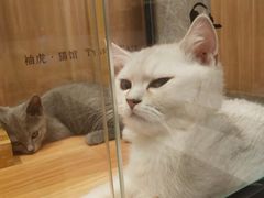 -袖虎·猫馆(体育西路店)