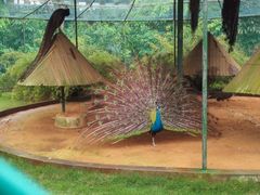 -广东茂名森林公园