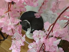 -猫音日语留学培训
