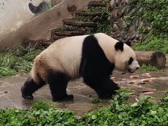 -中国大熊猫保护研究中心雅安碧峰峡基地