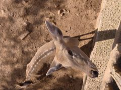 -石家庄市动物园