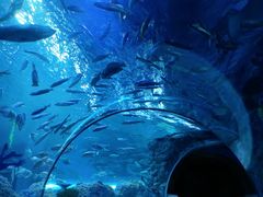 -芜湖新华联大白鲸海洋公园