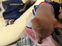 -逗柴咖啡屋·狗咖猫咖宠物桌游